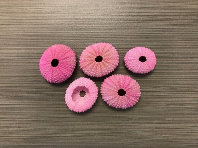 Pink Sea Urchins (Dyed Hot Pink)